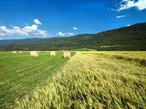 Canadian Agriculture Industry Provides 1 in 8 Jobs