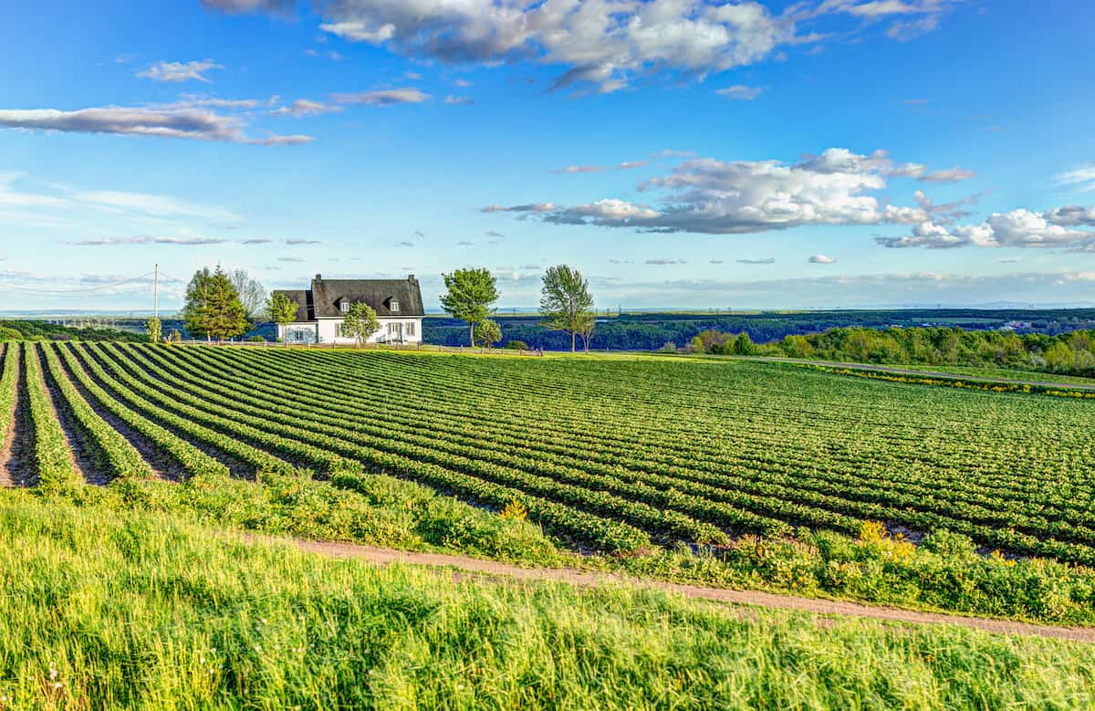 Coronavirus: Canada’s Farms Face Labour Shortage Despite TFWs Being Allowed To Travel