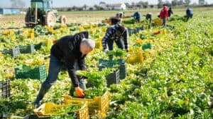 Canada Issues Penalties For Temporary Foreign Worker Program Employer Violations