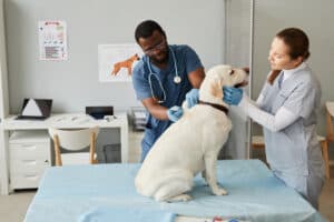 How To Immigrate To Canada As A Veterinarian