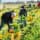 Canada Issues Penalties For Temporary Foreign Worker Program Employer Violations